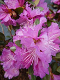 Live Plant, Rhododendron X `PJM Elite` Evergreen Lavender Flowers, 3-Gallon Fully Potted Plant Bush from Green Promise Farms by GreenPromiseFarms