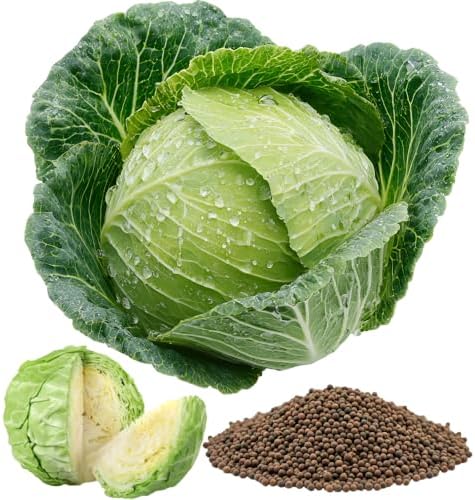 500 Live Cabbage Seeds,Green Vegetable for Outdoor Garden by TANKDA