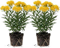 2 Yellow Milkweed Live Plants, Native Flower Plant, 5-8 Inch Tall by Unknown