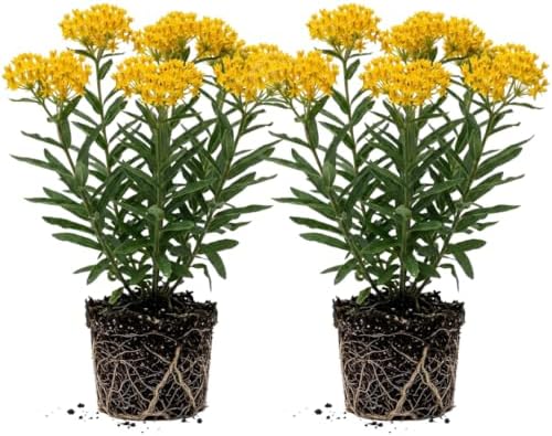 2 Yellow Milkweed Live Plants, Native Flower Plant, 5-8 Inch Tall by Unknown