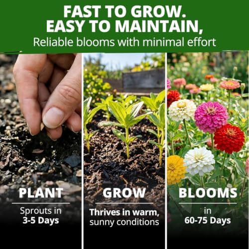 HOME GROWN Oklahoma Zinnia Seeds, 300 Seeds, Zinnia elegans - Image 4