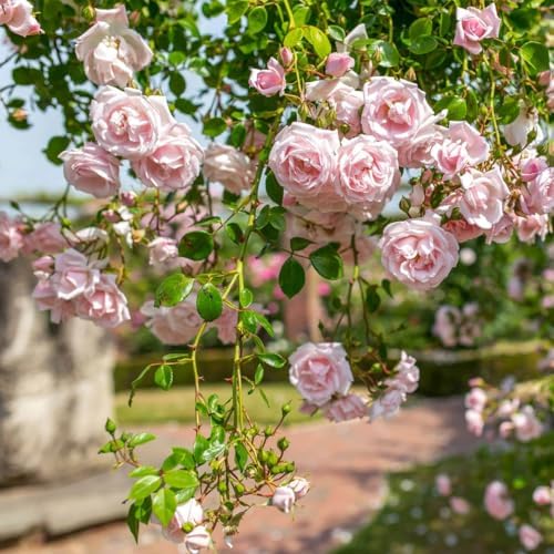 Pink New Dawn Rose Live Plant, Fragrant Flower, 5-10 Inch Tall - Image 3