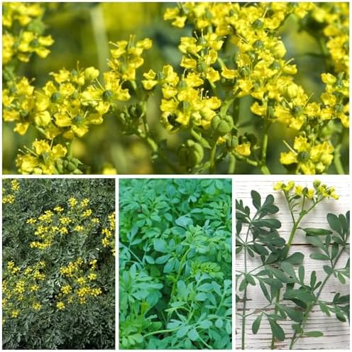 Seed Needs Rue Seeds to Plant an Herb Garden - 10 Packs - Image 2