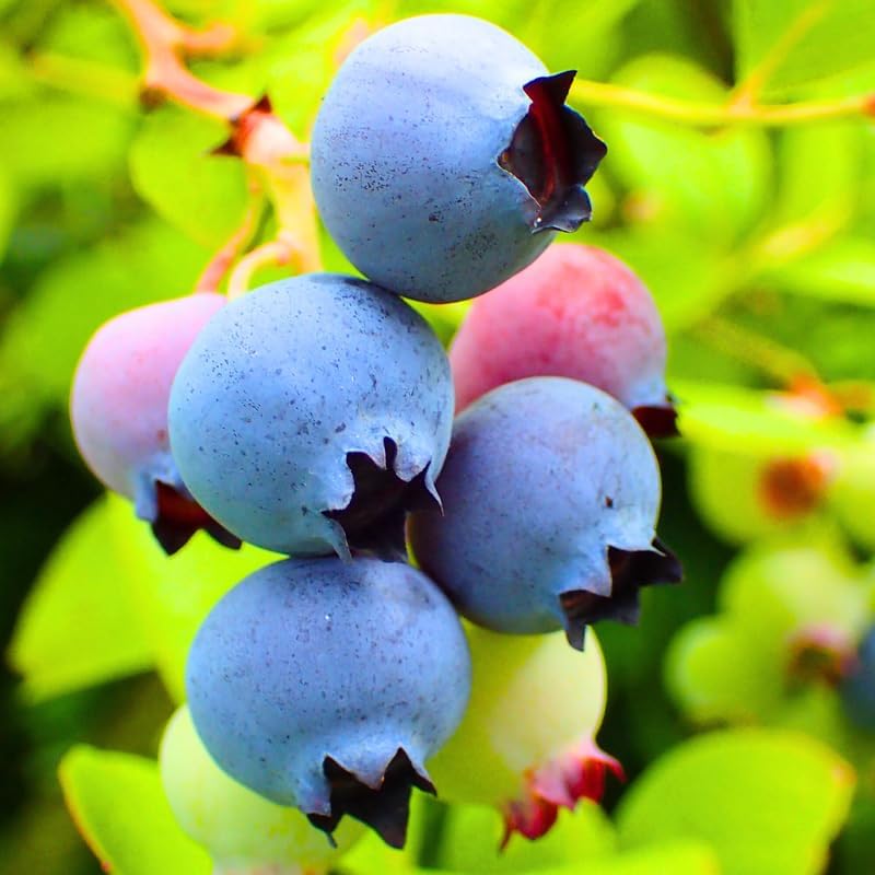 2 Blueray Blueberry Bushes Live Plants, Starter Fruit Plant, 5-12 Inch Tall - Image 4