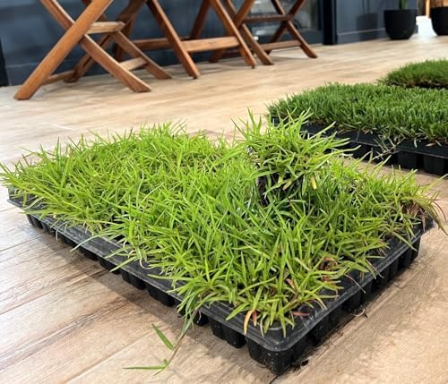 Centipede Grass Plug Tray 100 Count | EZ Plug 50 Grass Plugs Per Tray - Image 3