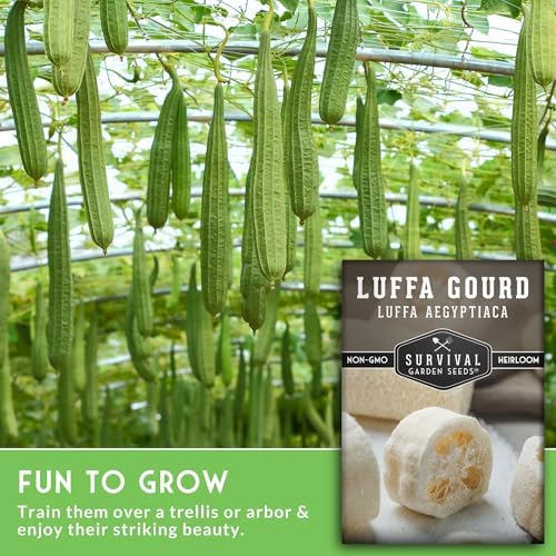 Luffa Gourd Seeds for Planting - Survival Garden Seeds (1 Pack) - Image 3