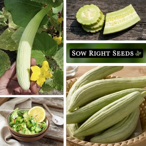 Sow Right Seeds - Armenian Pale Green Cucumber Seeds for Planting - Non-GMO Heirloom Packet with Instructions to Plant and Grow a Home Vegetable Garden - Yard Long Variety for Outdoors (3) - Image 4