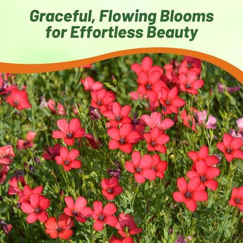 Outsidepride Scarlet Flax Seeds - 5000 Pcs Annual Flower Seeds for Planting, Self-Seeding, Drought-Tolerant w/Compact Growth, for Small Gardens, Meadows, Borders, or Mass Plantings - Image 5