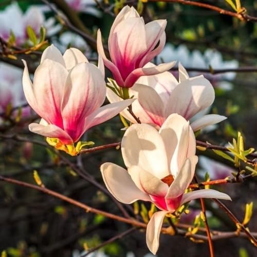 Jane Magnolia Live Plant, Garden Flower Tree, 12-18 Inch Tall, Gallon Pot - Image 3