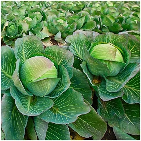 500 Brunswick Cabbage Seeds - Gold Vault Jumbo Seed Packet - Image 5