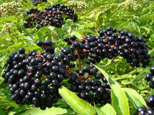 2 Black Elderberry Trees Live Plants, Berry Fruit Bush, 6-12 Inch Tall by AKTRD