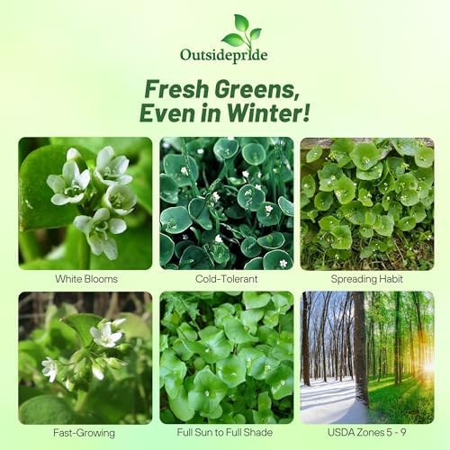 Outsidepride Winter Purslane Seeds for Planting - 5,000 Pcs Annual, Easy to Grow, Vitamin-Rich & Drought Tolerant Succulent Seeds for Culinary, Xeriscaping, Containers & Hanging Baskets (Pack of 2) - Image 2