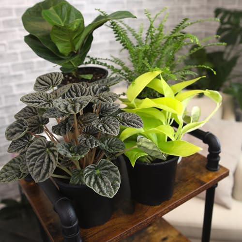 Altman Plants Deluxe Houseplants (3 Pack), Assorted Popular Live Indoor Plant Varieties, Easy Plant Care, 4.25 in Pots - Image 3