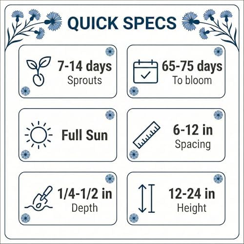 1000 Dwarf Blue Bachelor Button Flower Seeds for Planting, Centaurea cyanus (Cornflower), Heirloom, Non-GMO, USA Grown - by RDR Seeds - Image 6