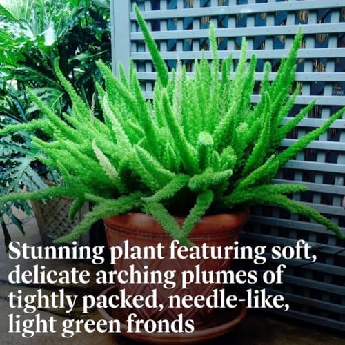 American Plant Exchange Live Foxtail Fern Plant, Plant Pot for Home and Garden Decor, 10" Pot - Image 3