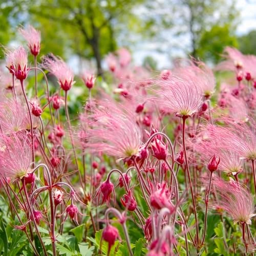 50+ Perennial Pink Prairie Smoke Seeds for Planting - Drought Tolerant Ground Cover, Attracts Pollinators,Low Maintenance for Rock Gardens, Rare Wildflower Seeds - Image 3