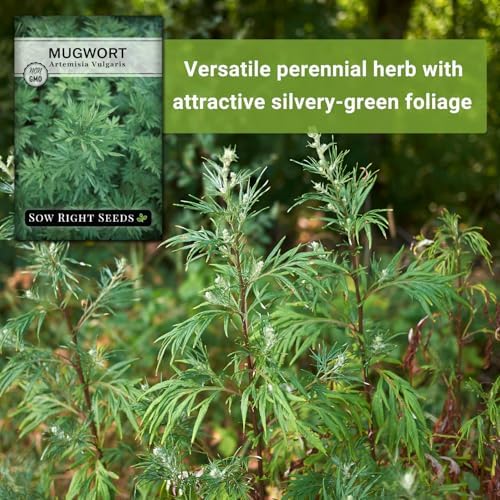 Sow Right Seeds - Mugwort Seed for Planting Perennial Medicinal Herb 3pk - Image 5