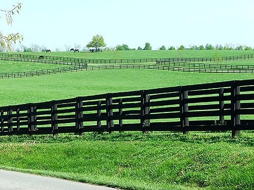 Kentucky Bluegrass Lawn Grass Seed, 1 Pound Pure Seeds Pack by Seeds2Go - Image 4