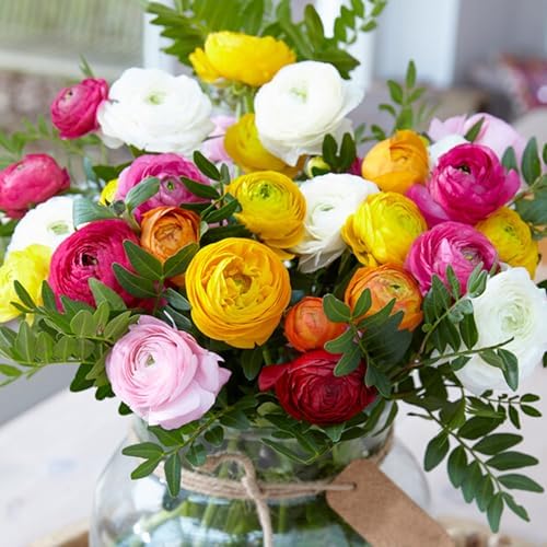 Garden State Bulb Ranunculus Mixed Flower Bulbs, 7/8cm, Fall Planting (Bag of 50) - Image 5
