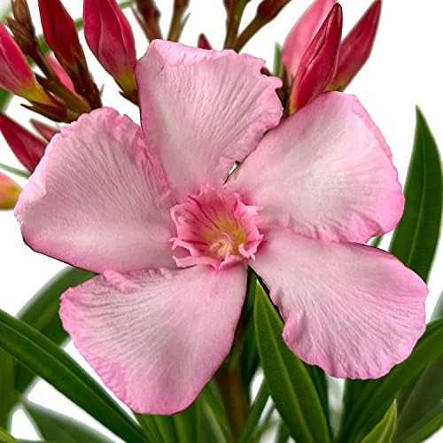 Hardy Pink Oleander, Live Evergreen Flowering Shrub, 3 Gallon - Image 2