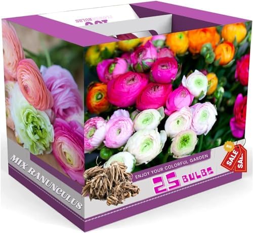 25 Multicolor Ranunculus Bulbs for Planting, Peony Perennial Flower by AVERAR