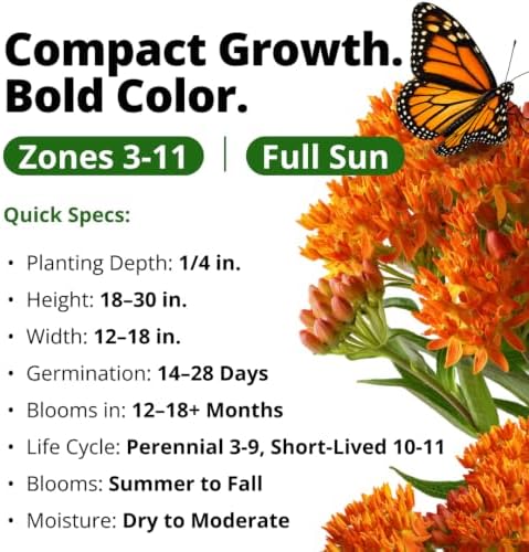 HOME GROWN Butterfly Milkweed Seeds for Planting, 2 Pack,Asclepias tuberosa - Image 3
