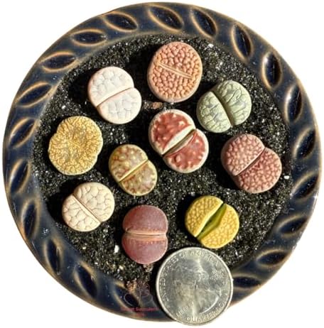 Live Lithops Succulent Plants, 10 Pcs, Rainbow Colorful Variety, Random Pick, Bare Root Without Pot & Soil, Indoor Office Desk Decoration, Plant Lovers Gifts - Image 3