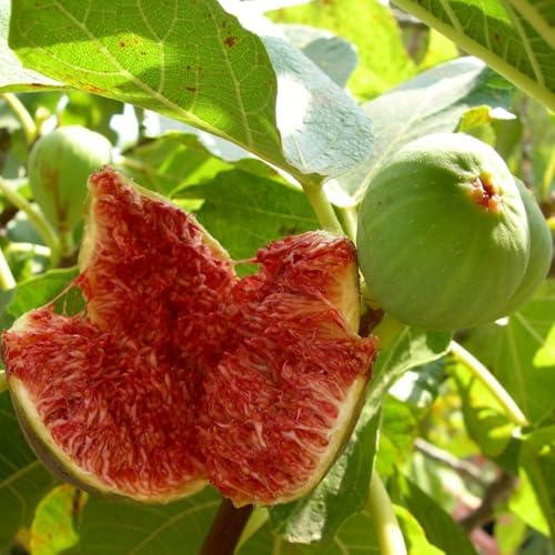 Fig Tree. Set of 4 Starter Live Plants (Collection) - Image 6