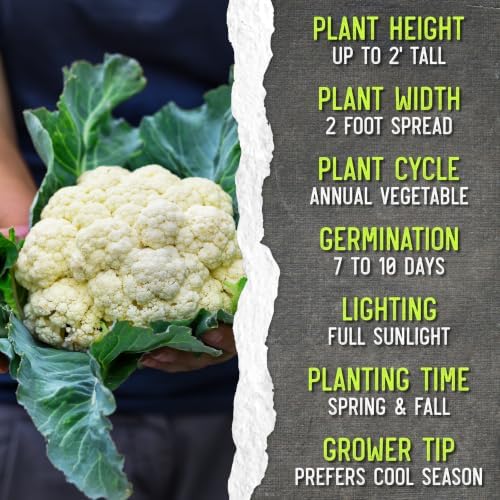Seed Needs Snowball Y Improved Cauliflower Seeds to Plant Heirloom 2 Packs - Image 7