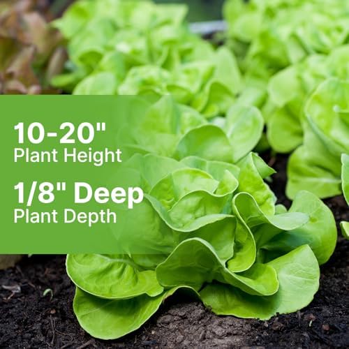Groundio Buttercrunch Lettuce Seeds, Heirloom Non GMO Vegetable Seeds for Planting Outdoor, Indoor & Hydroponic, Garden Green Leaf Seeds for Salad - Image 5