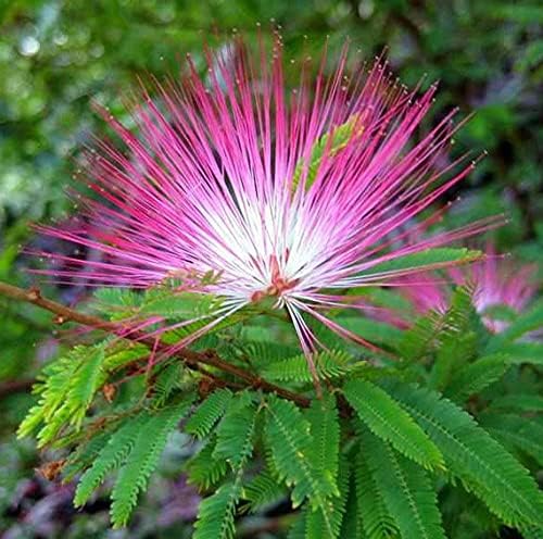 Pink Fairy Dust Tree Seeds - 10 Seeds - Calliandra eriophylla - Prized for Bonsai or Container Growing - Image 2