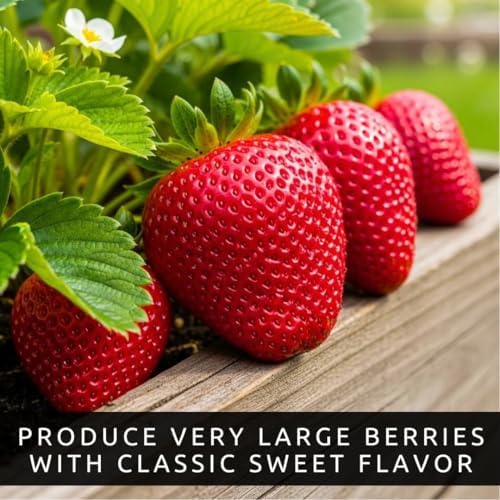 10 Rich Sweetness Strawberry Plants | Everbearing Live Berry Plants - Image 2