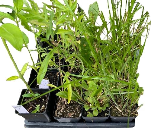 16 Outdoor Native Plants for Full Sun to Support Monarch Butterflies – Includes Common Milkweed, Lanceleaf Coreopsis, Blue Mistflower & Calico Aster – Not Seeds – 4–8” Tall on Arrival – Easy to Grow - Image 4