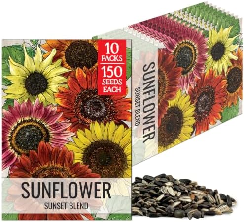 Seed Needs Sunset Mix Sunflower Seeds to Plant Cut Flowers - 10 Packs by SeedNeeds