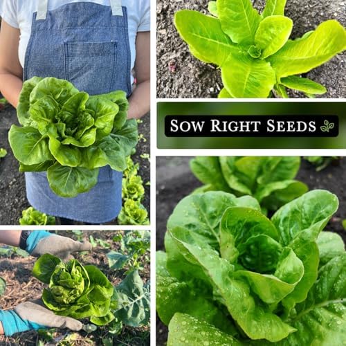 Sow Right Seeds - Little Gem Lettuce Seed for Planting Vegetable Garden 4pk - Image 4