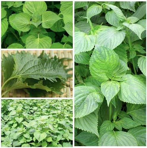 Seed Needs Green Shiso Seeds to Plant an Herb Garden - 1 Pack - Image 2