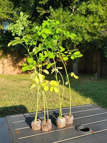 Moringa Trees 3 Live Moringa Plants with Moringa Seeds - Organically Grown - Non-GMO - Miracle Tree - Moringa Oleifera - Herb - Image 5