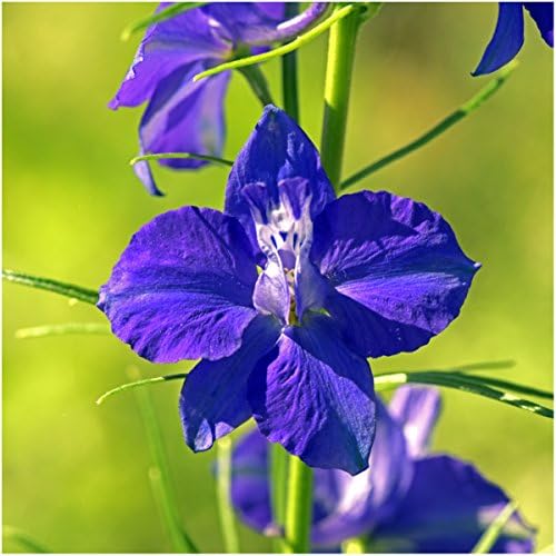 Seed Needs Wildflower Seed Deer Resistant 30,000 2 Ounce Heirloom Bulk Pack - Image 4
