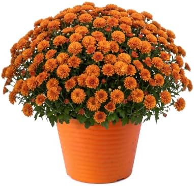 Chrysanthemum (Color Match Deco Pot), Orange Blooms, Live Fall Flowering Perennial, 15" Tall by 12" Wide in 3 Qt Pot by TheThreeCompany