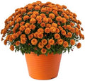 Chrysanthemum (Color Match Deco Pot), Orange Blooms, Live Fall Flowering Perennial, 15" Tall by 12" Wide in 3 Qt Pot by TheThreeCompany