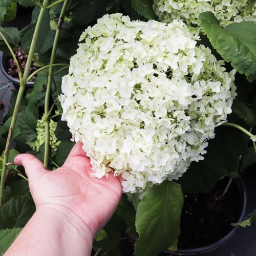 Brighter Blooms Annabelle Hydrangea Shrub, 1 Quart - Image 3