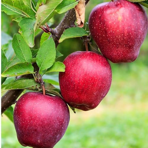 Red Delicious Apple Tree, 1 gal Nursery Pot, 2-3 ft. Tree Height - Image 3