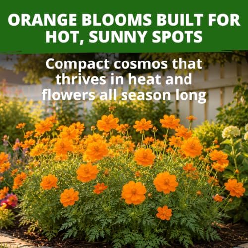 HOME GROWN Dwarf Orange Sulphur Cosmos Seeds, 2,000, Cosmos sulphureus - Image 2