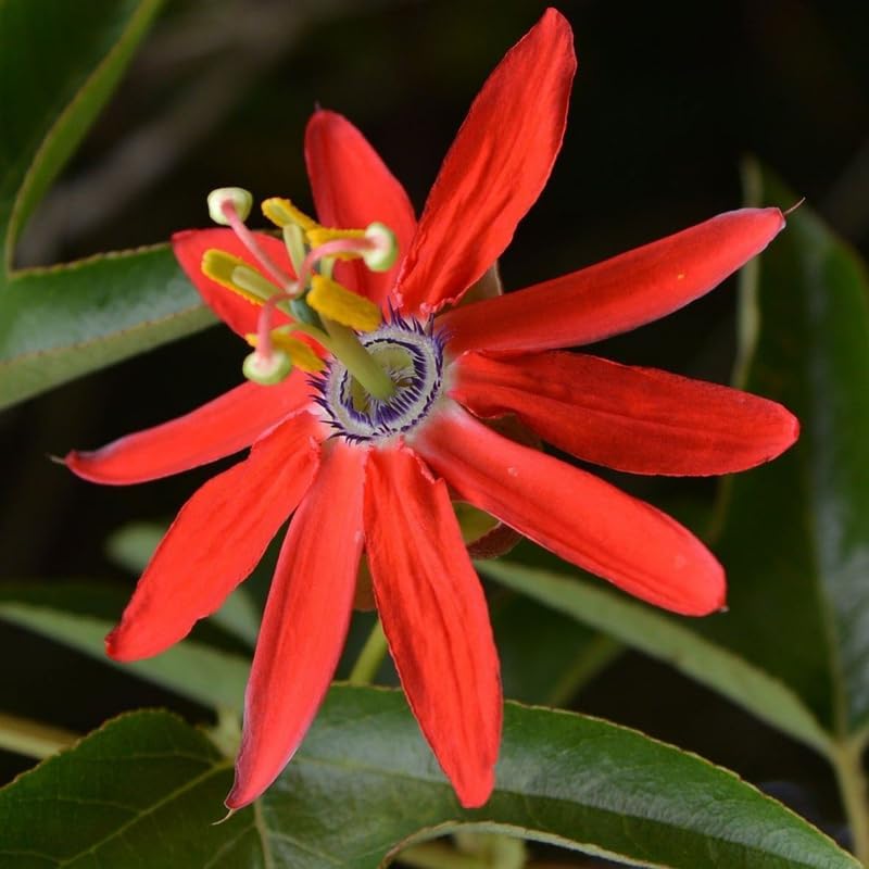 2 Red Passiflora Plants, Colorful Passion Flower Vines, 4-7'' Tall - Image 6