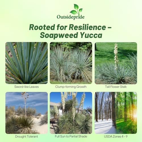 Outsidepride Soapweed Glauca Yucca Seeds for Planting - 100 Pcs Drought Tolerant Flower Seeds with Evergreen Foliage & Pollinator-Friendly Flowers, for Xeriscaping, Dry or Sandy Landscapes - Image 2