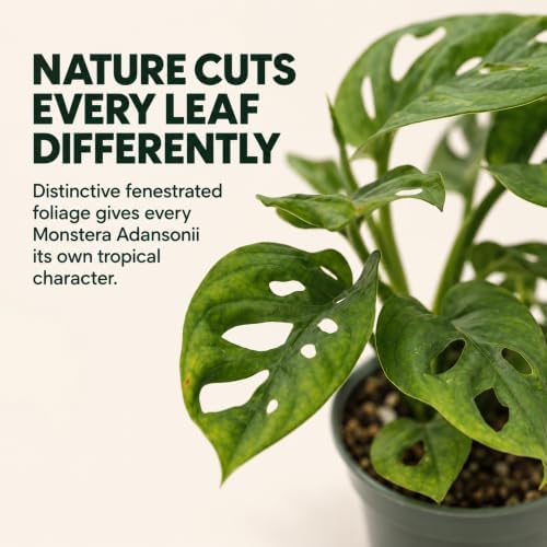 Monstera Adansonii Swiss Cheese Live Plant - 4 Inch Fenestrated - Image 2