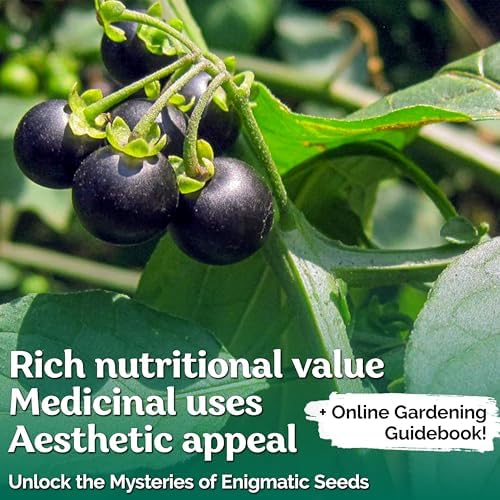 50 Black Nightshade Hierba Mora Heirloom Seeds, Solanum Nigrum - Image 2
