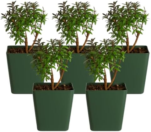 Myrtle Plant Live, Dwarf Myrtus Communis Bonsai Starter, 2-Inch Pot, 5-Pack by MyShelfie