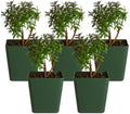 Myrtle Plant Live, Dwarf Myrtus Communis Bonsai Starter, 2-Inch Pot, 5-Pack by MyShelfie