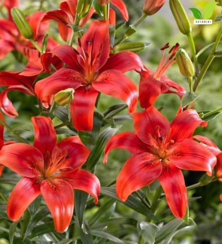 Votaniki Lily Red County Top Size Asiatic Lily Bulbs with Deep Red Summer Flowers Hardy Perennial Plant for Borders Cut Flower Gardens Containers and Outdoor Landscapes (Pack of 5) - Image 5